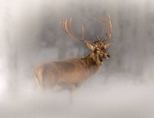 Есть только миг...