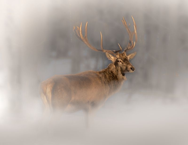 олень, фотоохота, красный бор, беларусь, photo hunting, krasny bor, belarus, нд, в лесах беларуси, туман, туманы, туманы нд Есть только миг... фото превью