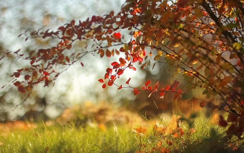 Под кустом фото превью