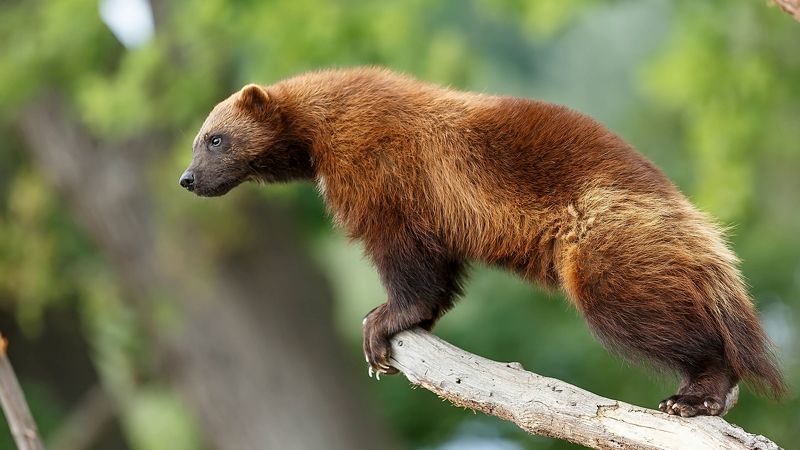 Росомаха фото превью