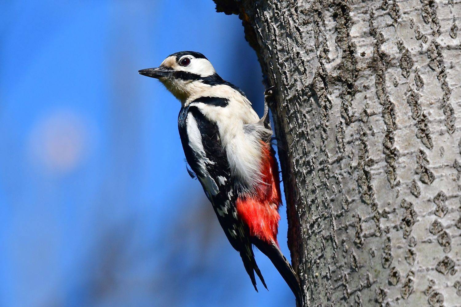 , Корнейчук Игорь