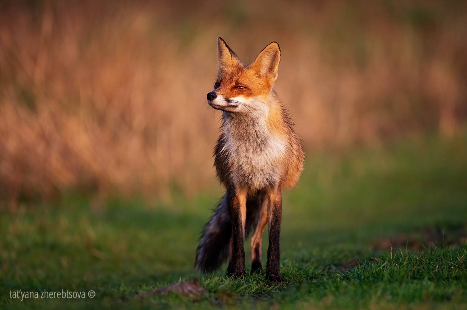 , Татьяна Жеребцова