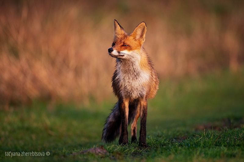 Лиса фото превью