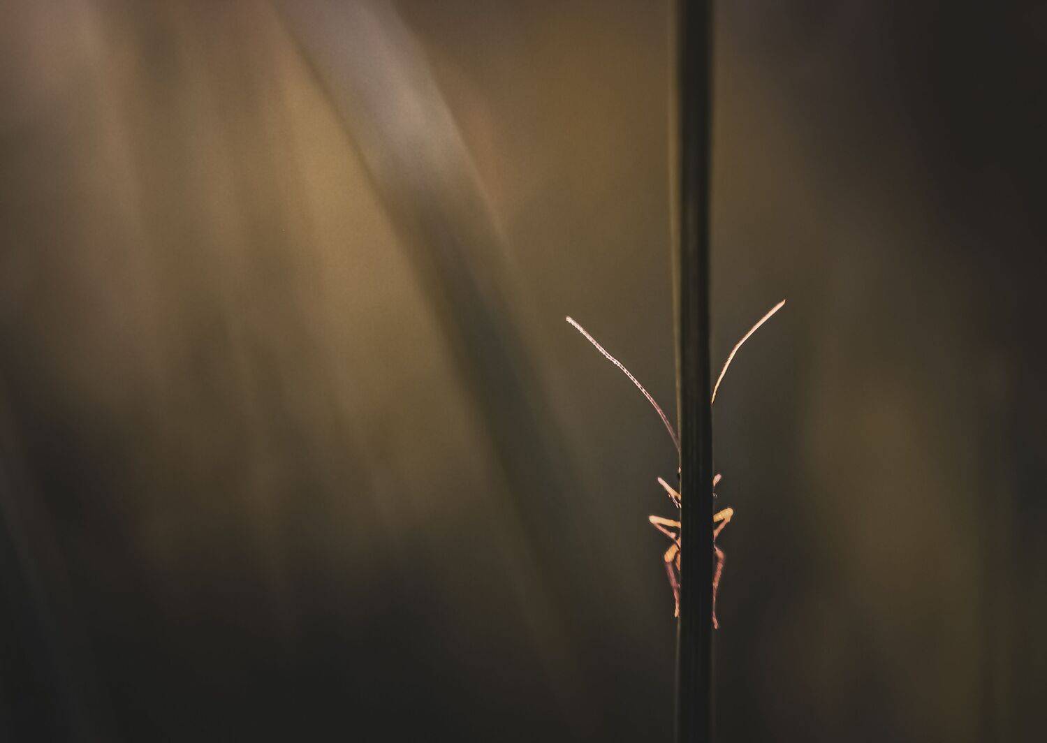 insect, beetle, bug, bugs, leaf, grass, macro, spring, love,, Atul Saluja