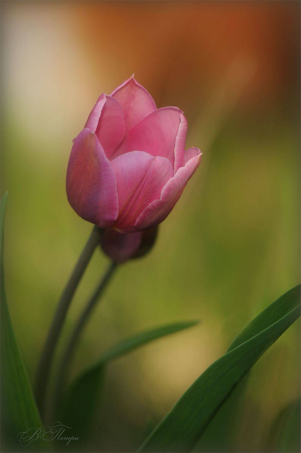 тюльпан, Вера Петри