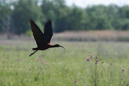 Glossy ibis