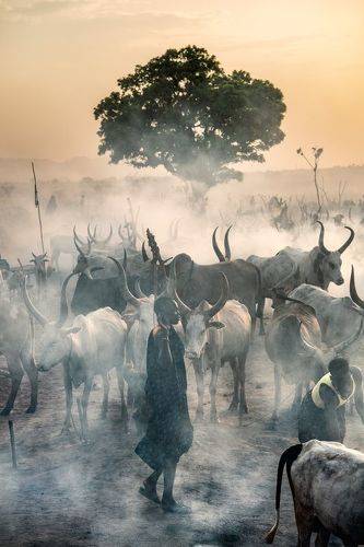 Herder and his cattle 