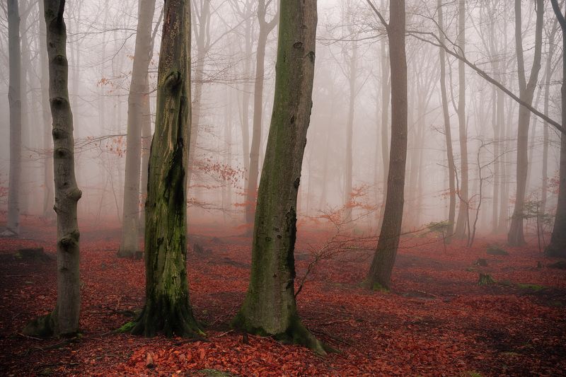 forest, fog, tree, mysterious, spring, light, rain, autumn, colorful Misty mysterious forest фото превью