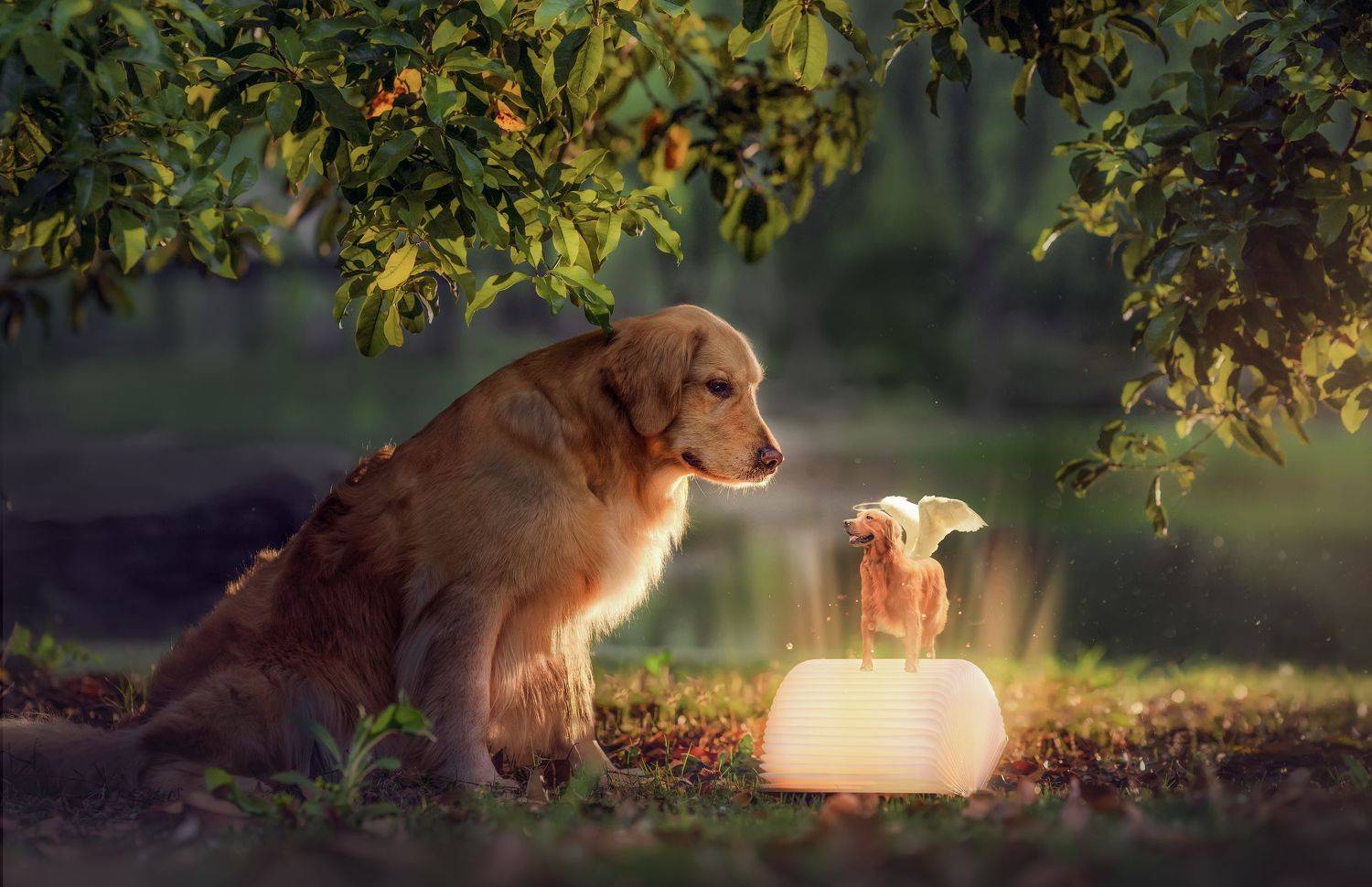 宠物 动物 狗 创意 后期, 宠物摄影师狗哥