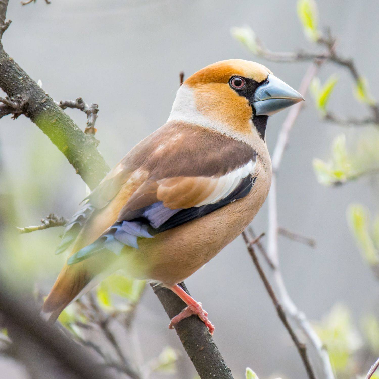 , Дэм Константин