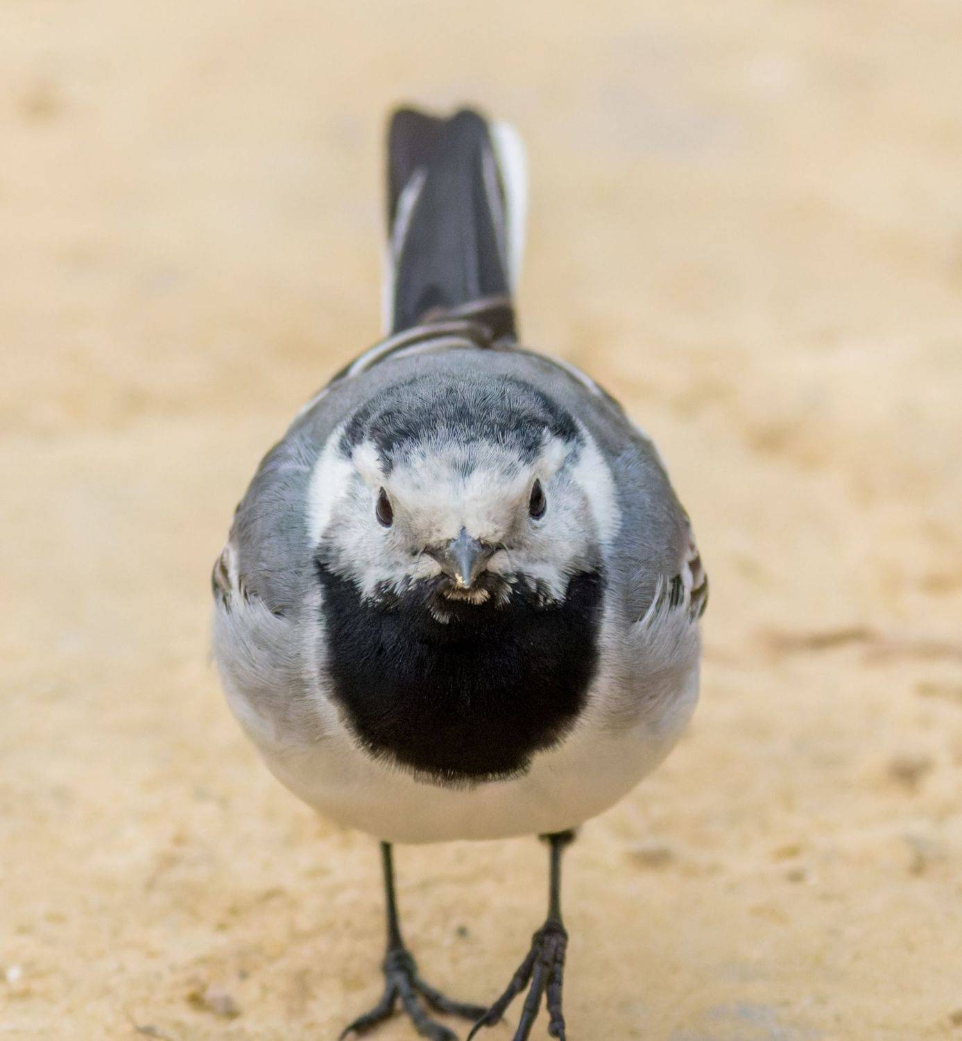 , Дэм Константин