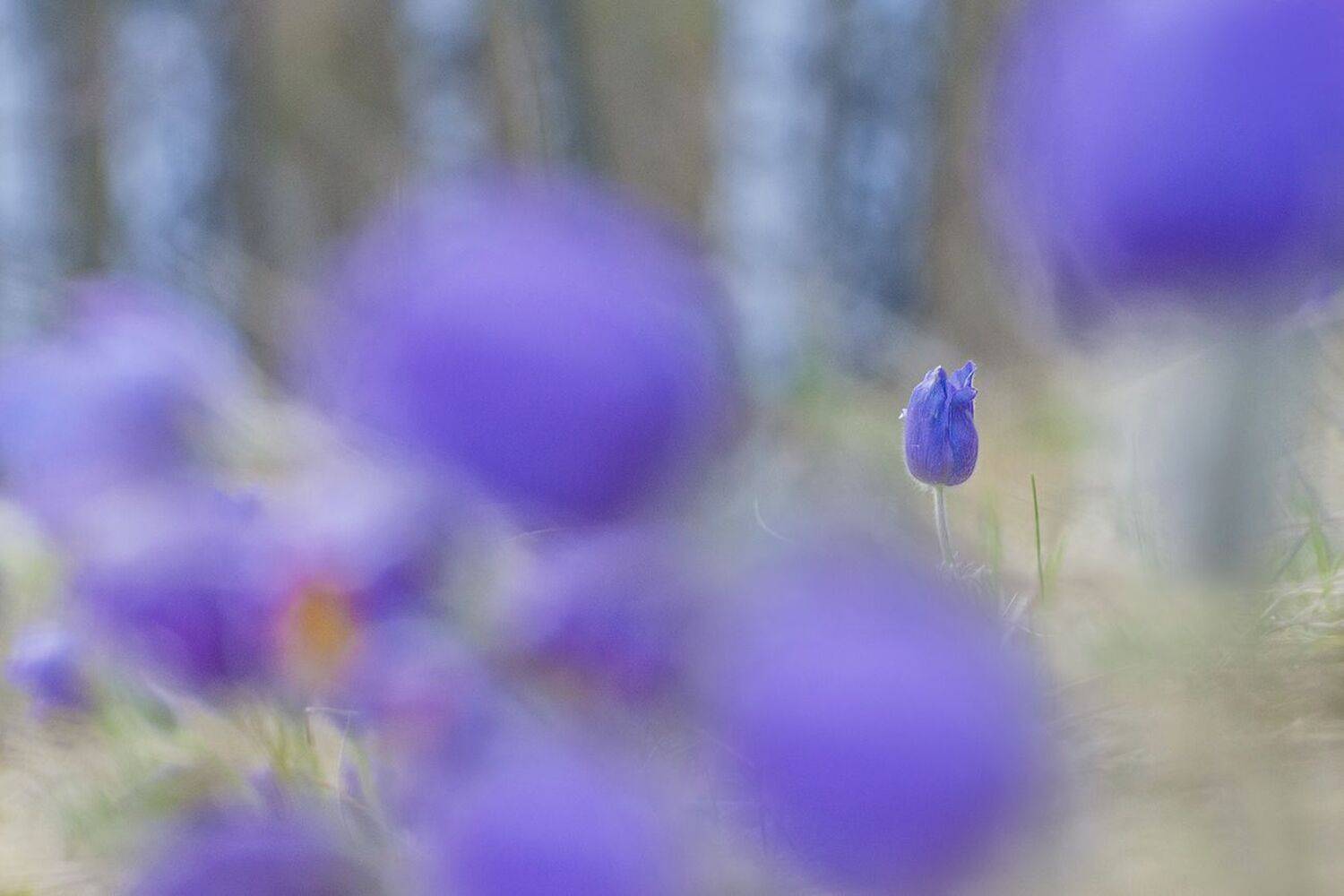 сон - трава, Михаил Агеев