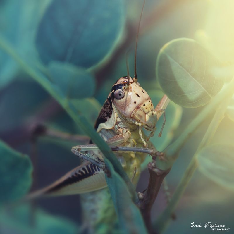 macro, grasshopper, georgia Grasshopper фото превью