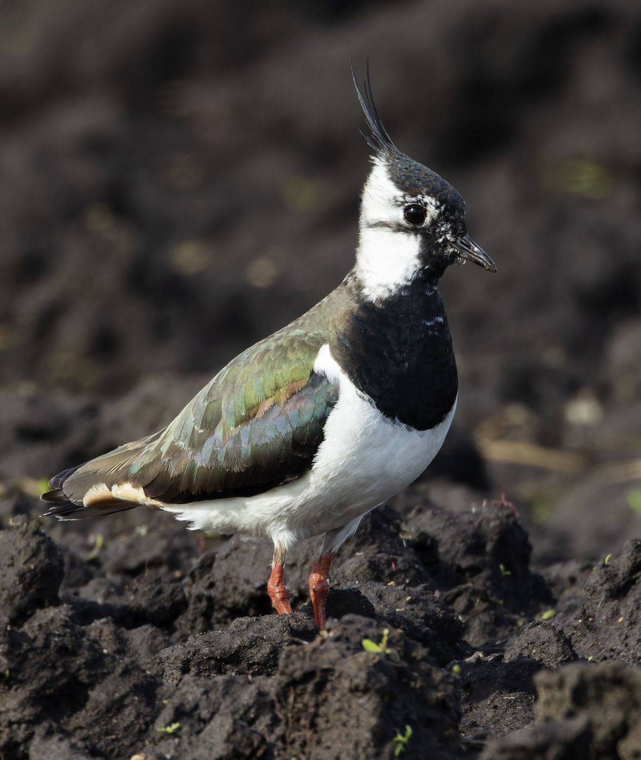 чибис, птицы, фото птиц, Александр Шипиленко