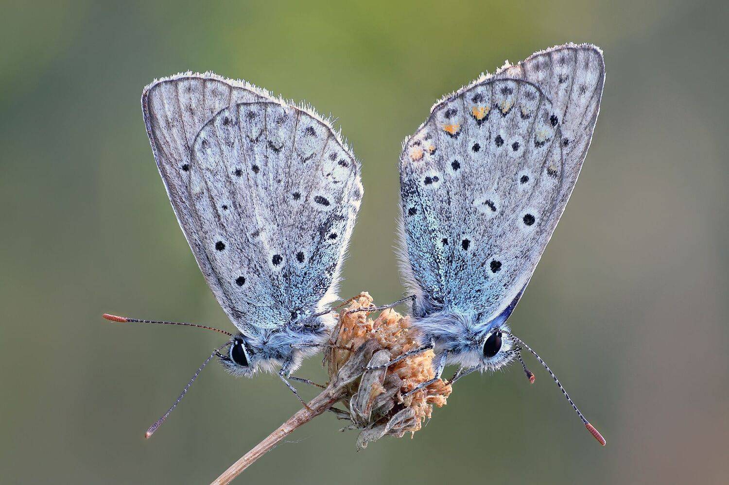, Кузнецов Дмитрий
