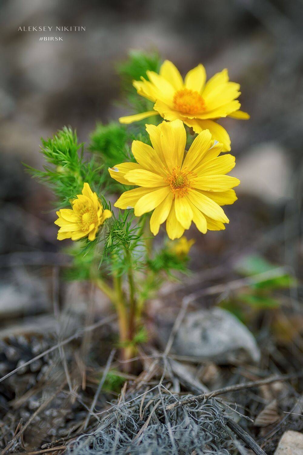 , Никитин Алексей
