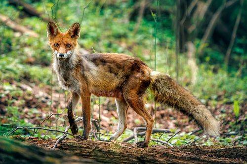 Red fox