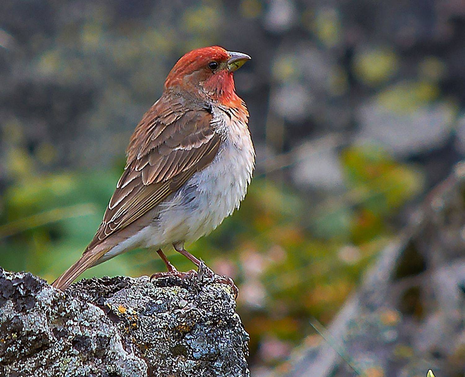 северное приэльбрусье. птицы, чечевица, Савчук Сергей
