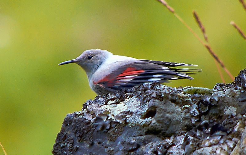 северное приэльбрусье. птицы, краснокрылый стенолаз Краснокрылый стенолаз фото превью