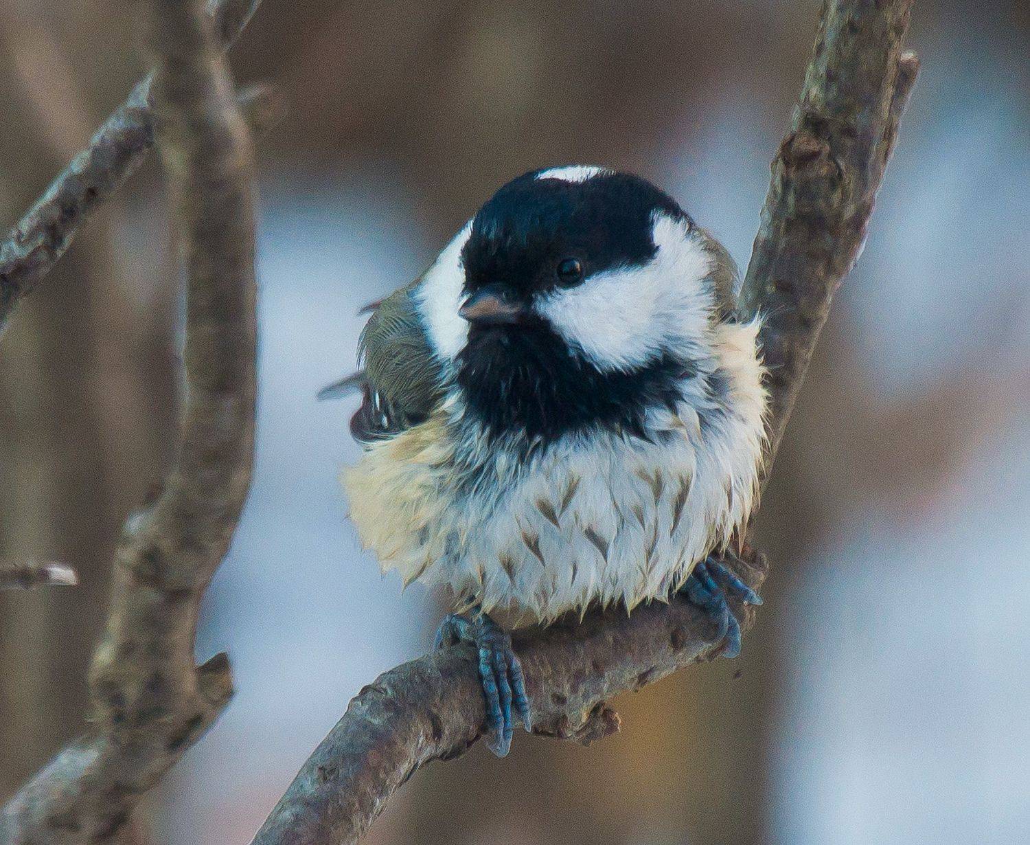 кисловодск, птицы, масковка, Савчук Сергей