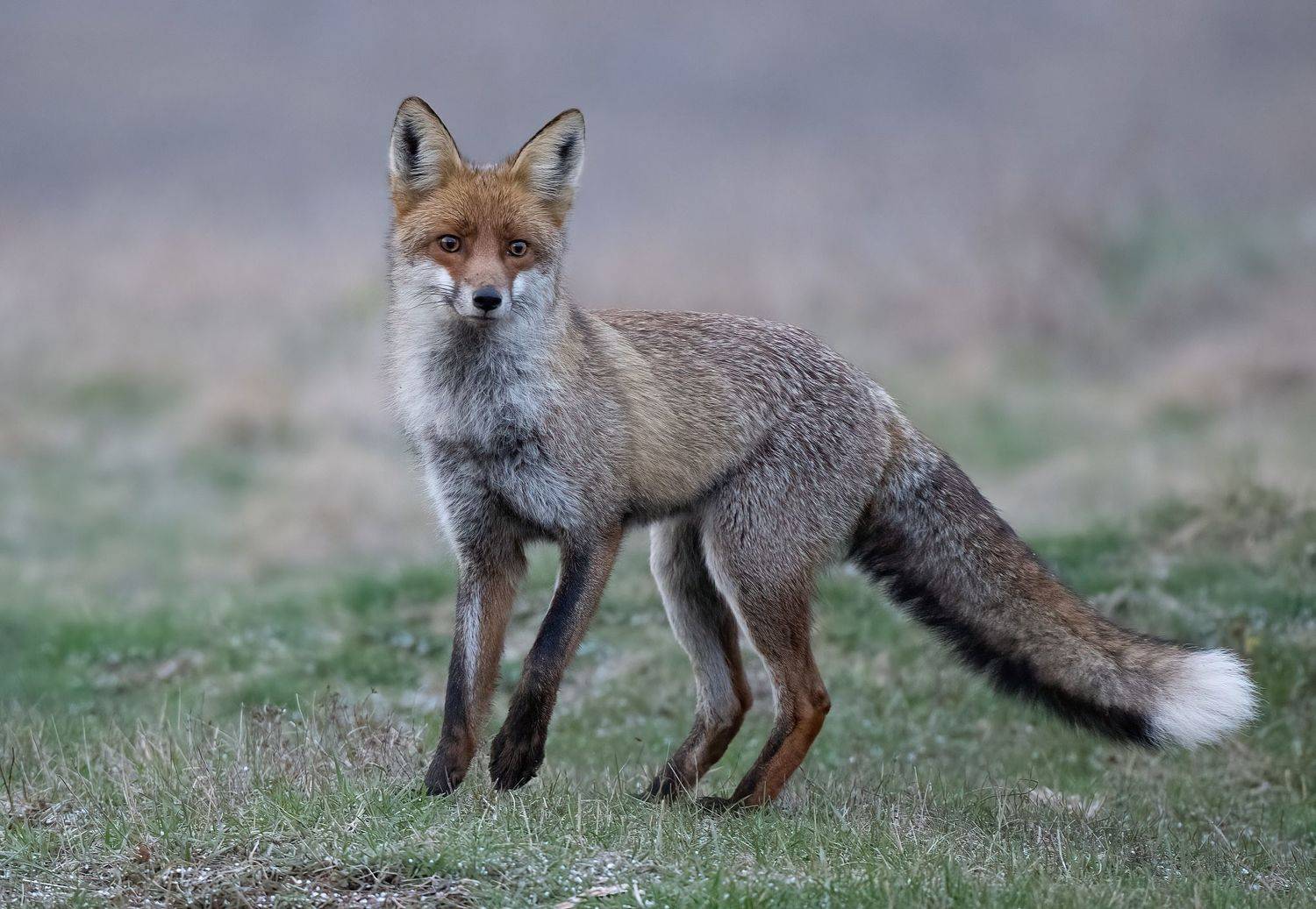 , Мартин Попов