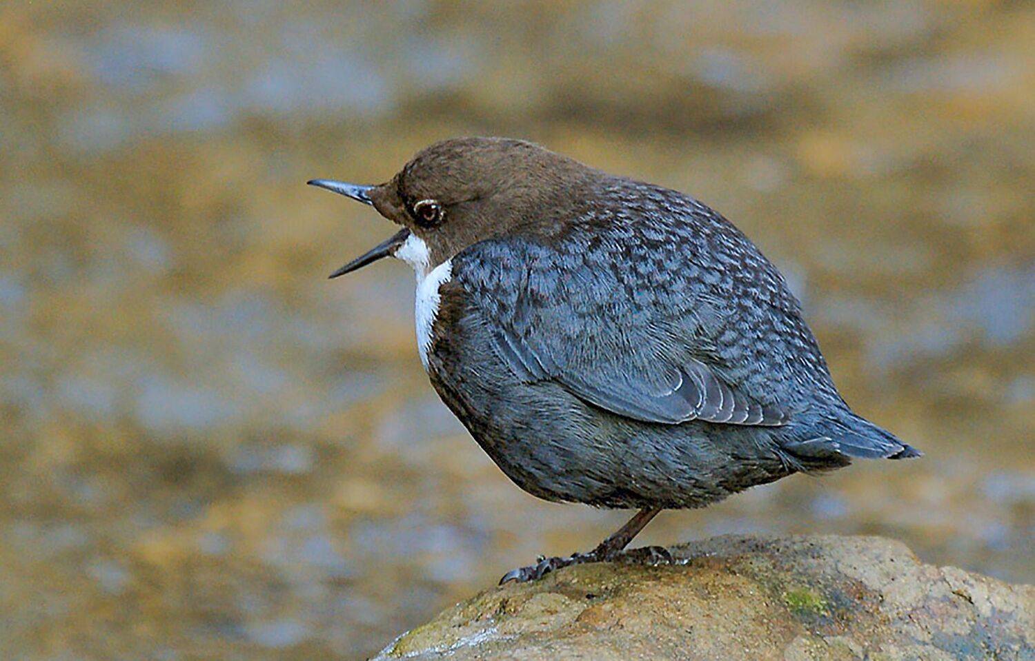 кисловодск, птицы, оляпка, Савчук Сергей