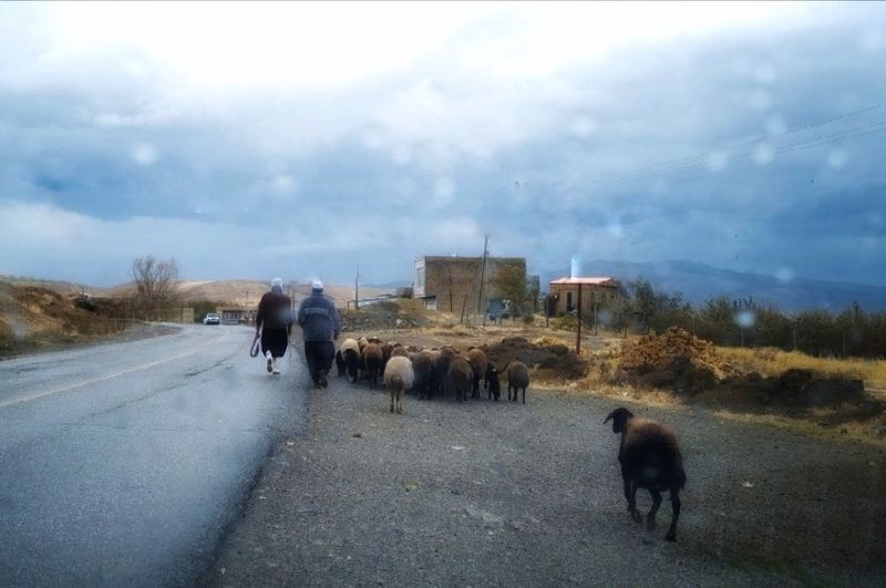 Sheaps in rain фото превью