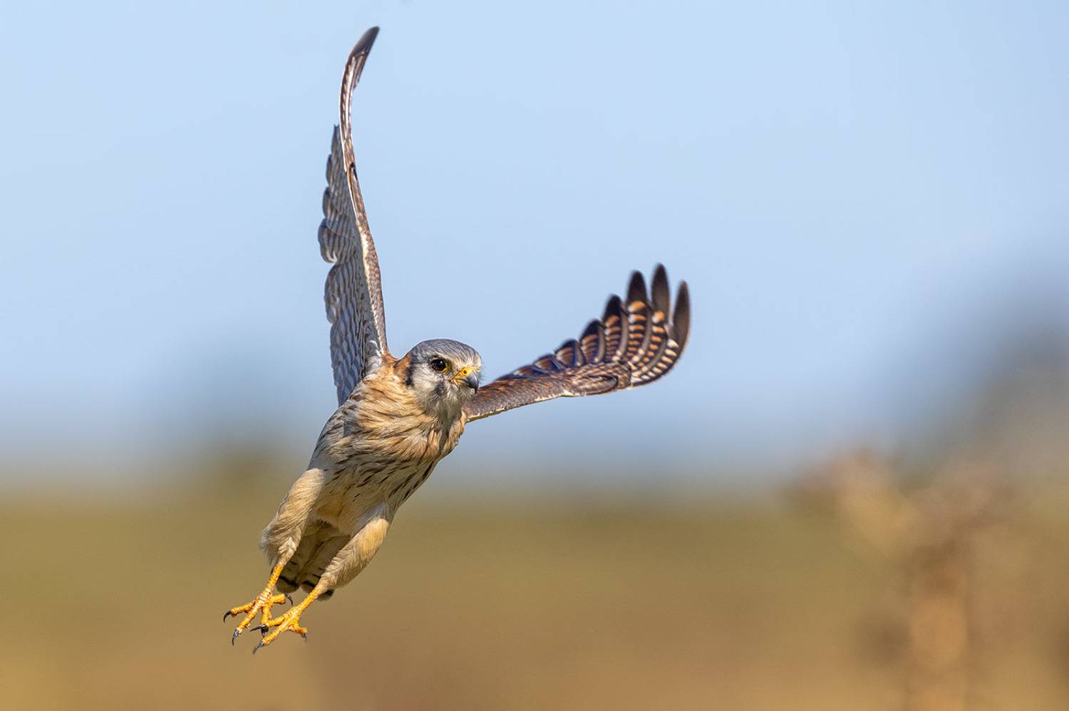 птицы, уругвай, Елена Давыдова