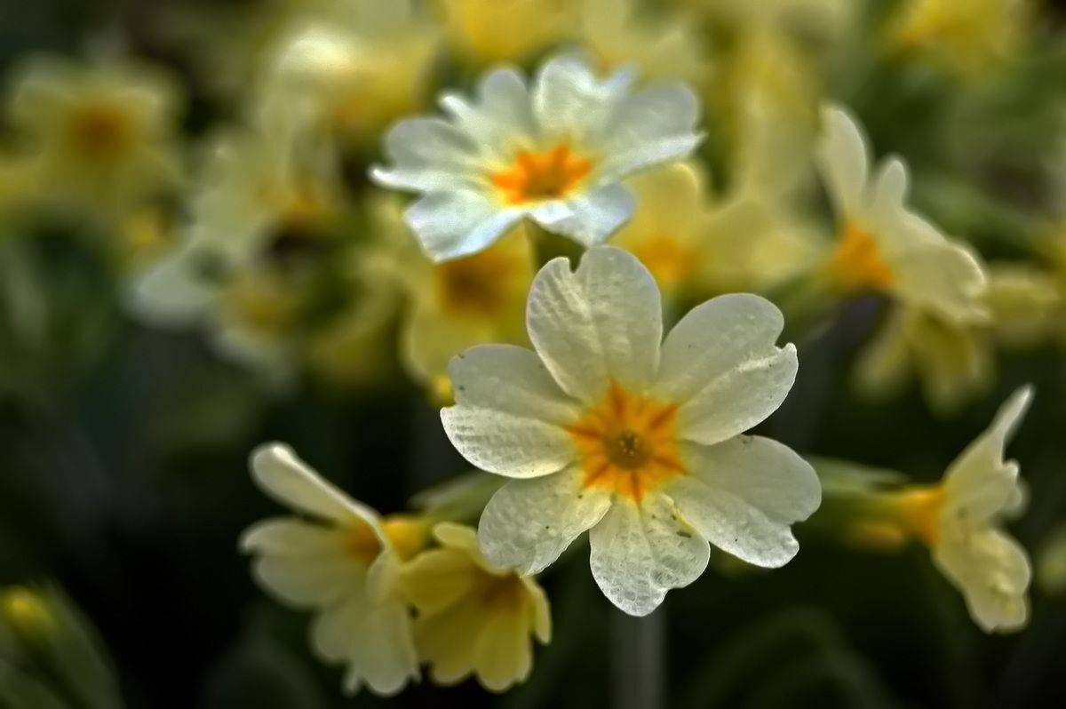 , Николаев Владимир