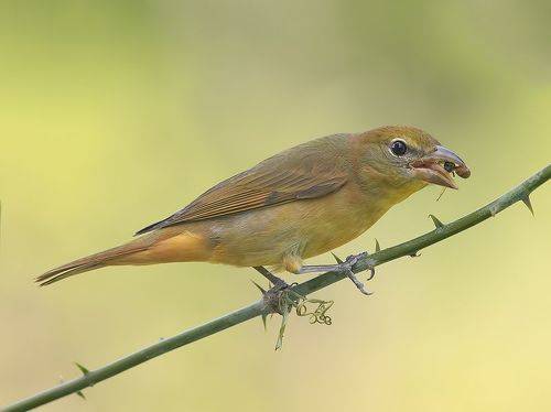 Summer tanager, female  -  Алая пиранга, самка