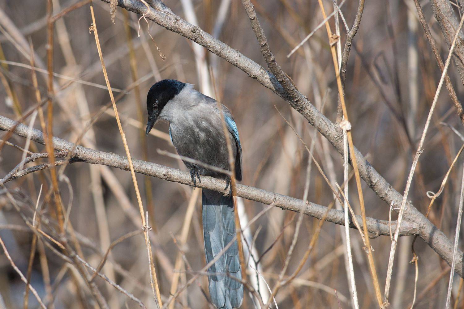 голубая сорока, Большаков Алексей