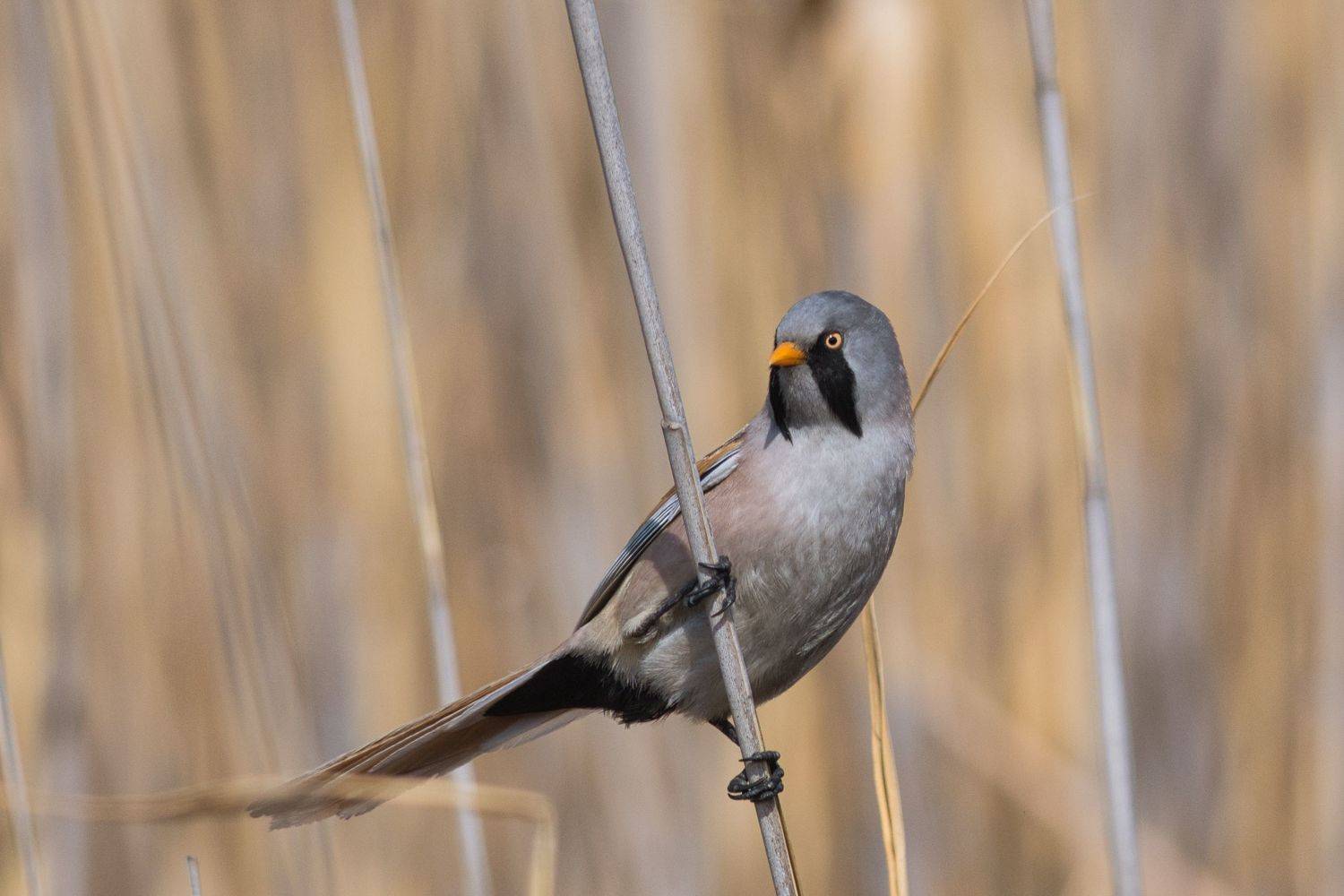 , Большаков Алексей