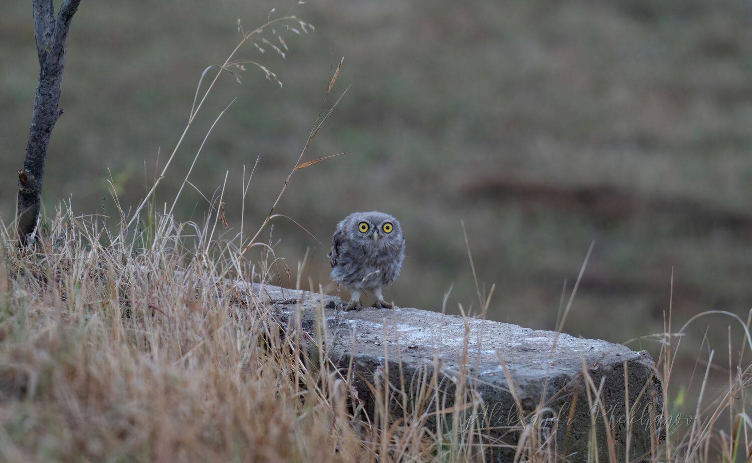 , Плеханов Александр