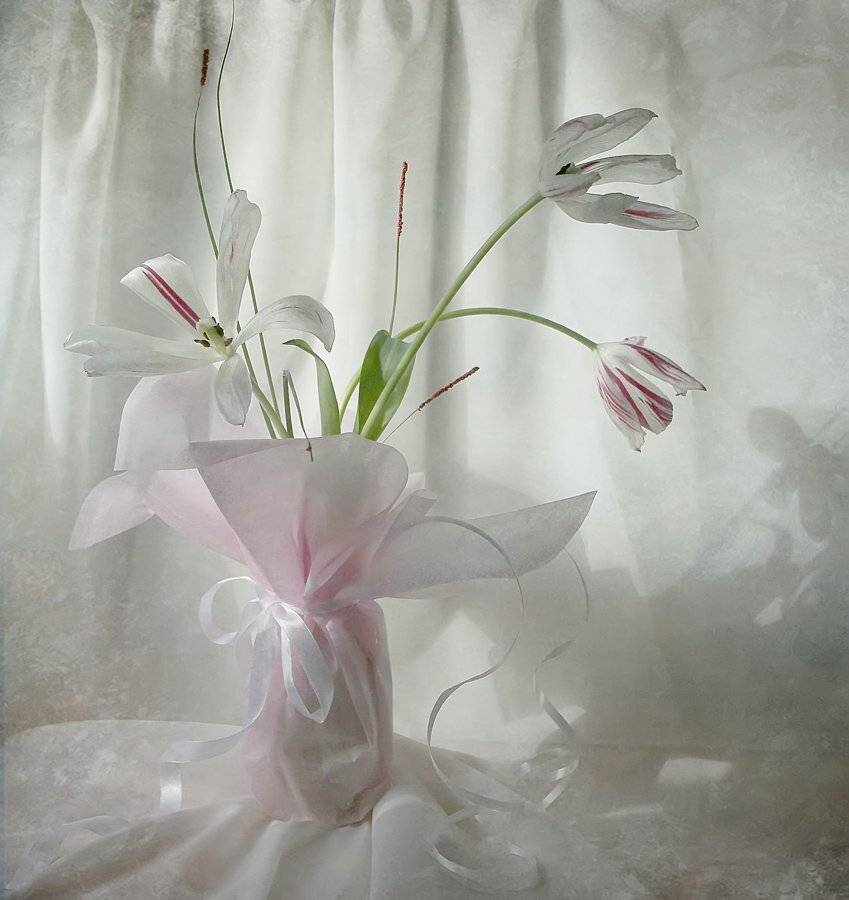 свет, тюльпаны, утро, button