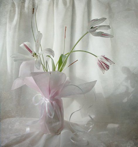 утренние тюльпаны