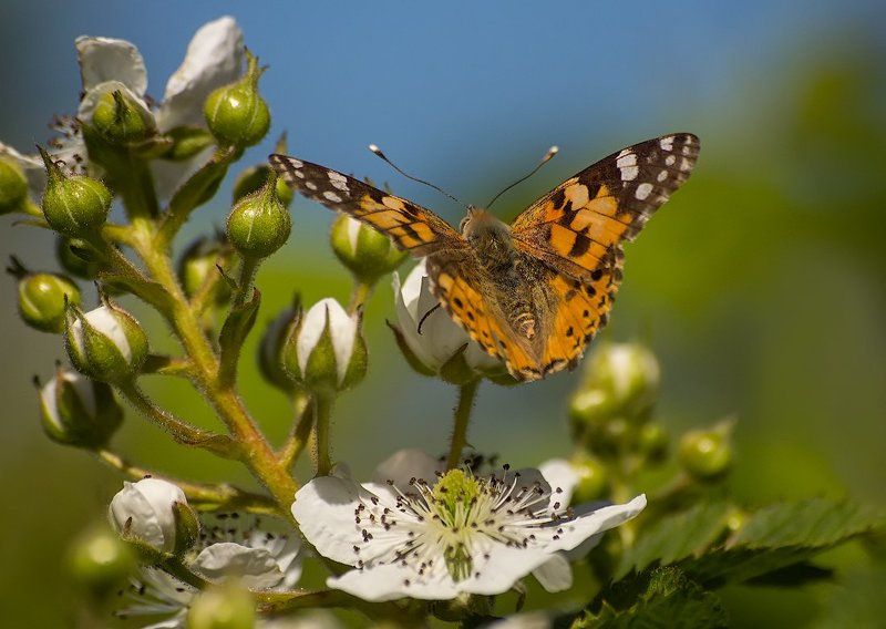 Когда цветёт ежевика фото превью
