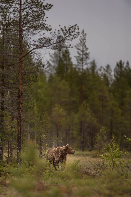 дикая природа, бурые медведи, медведи, Карелия, лес, лето в сосновом лицу фото превью