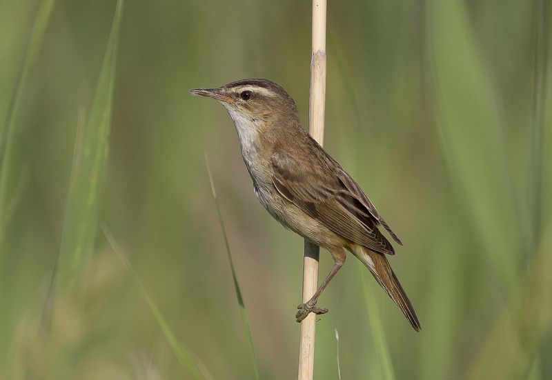 Барсучок, камышевка, камышовка, славковые Камышевка-барсучок фото превью