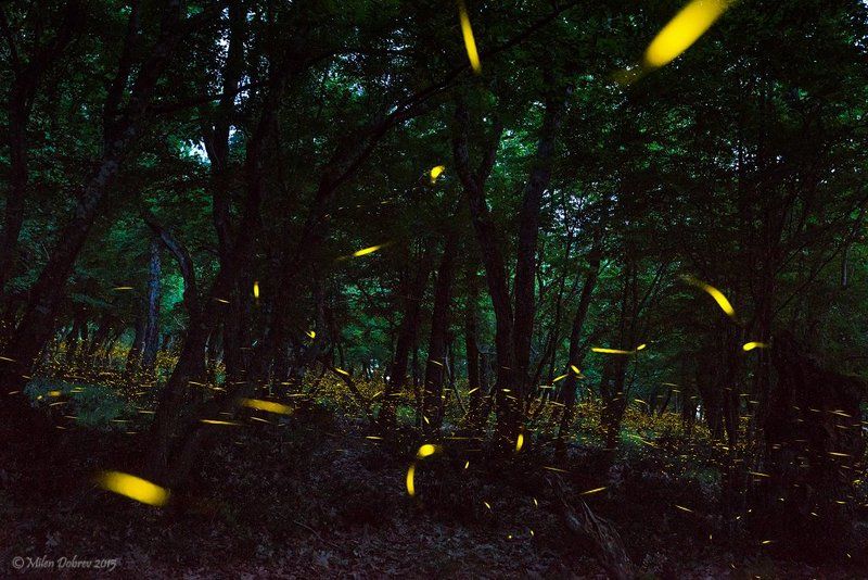 Firefly, forest, night, light, dark, insects, Светлячки фото превью