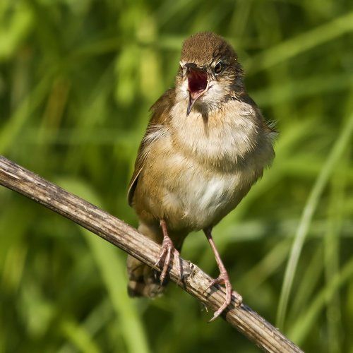 Savi's warbler.