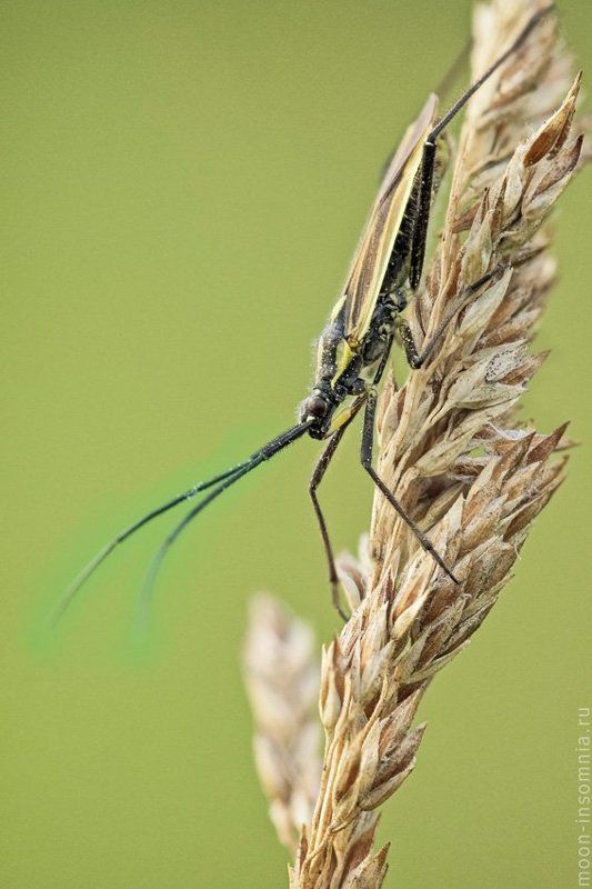 Ассасин, Жук, Макро, Насекомые, Убийца, Хищнец, Хищник Ассасин фото превью