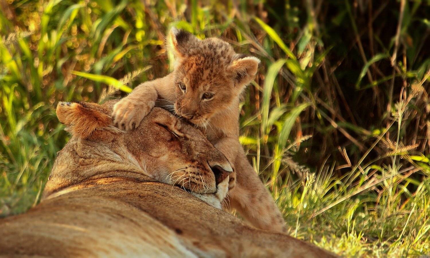 , Александр Перов