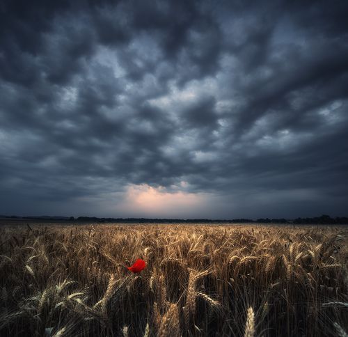 Одинокий мак