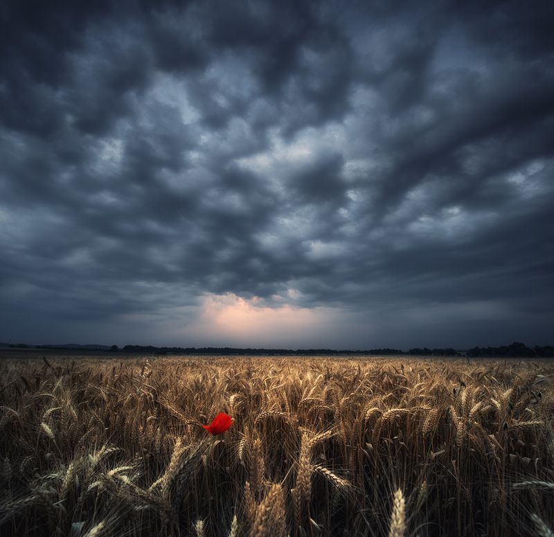 Болгария, Мак, Пшеница Одинокий мак фото превью