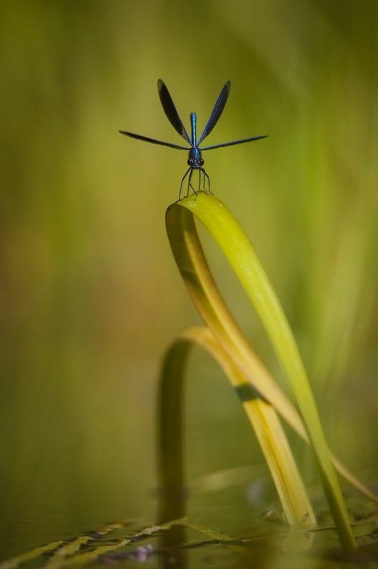 Вертолетик. фото превью