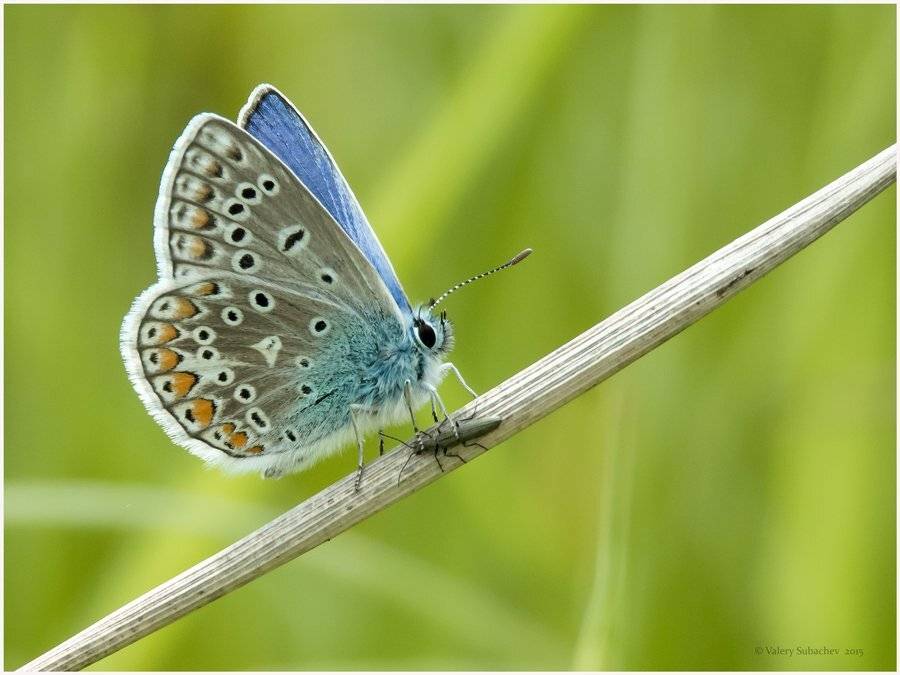 , Валерий Субачев