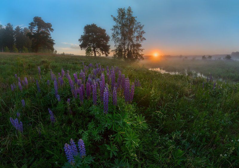 цветы, люпины, гвоздики, рассвет, утро,  Царство цветов фото превью