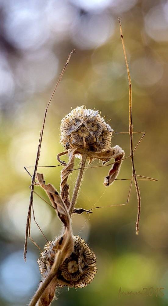 , Игорь ФУММ