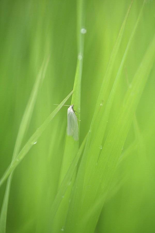 , Сергей Таланов