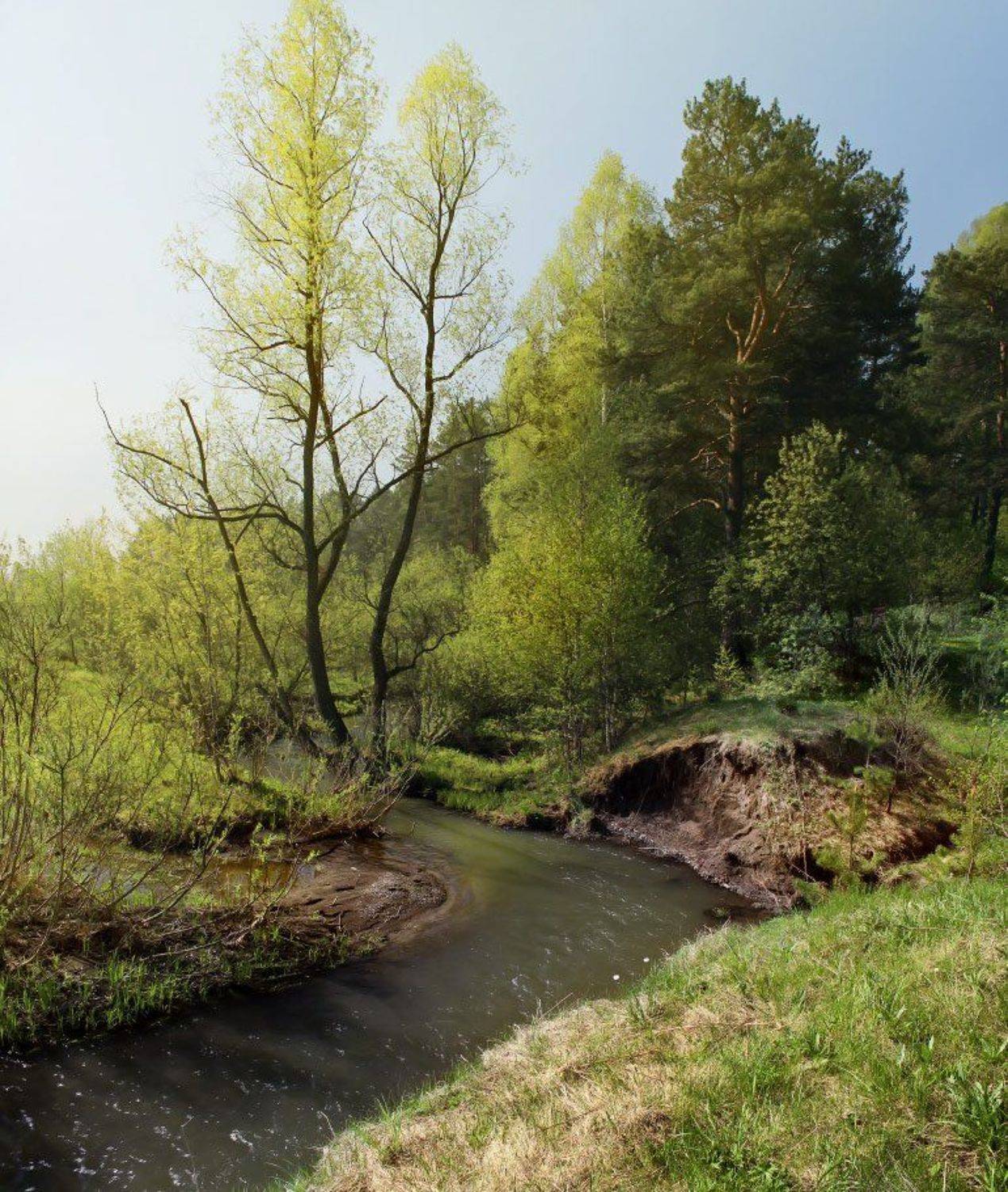 лес, май, пейзаж, речка, Курочкина Диана